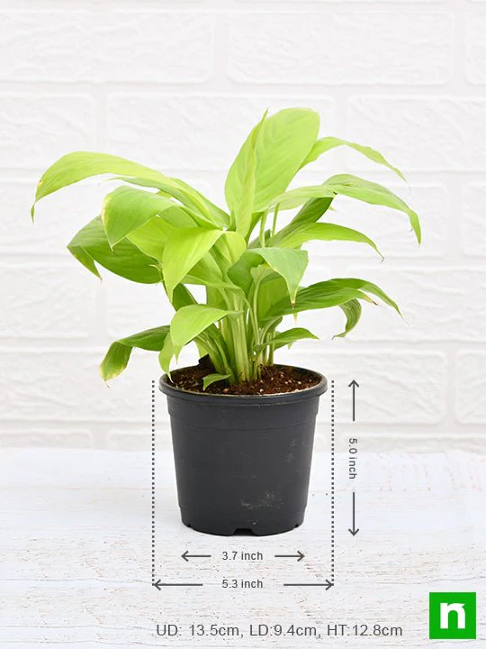 Peace Lily, Spathiphyllum (Golden) - Plant - Image 3