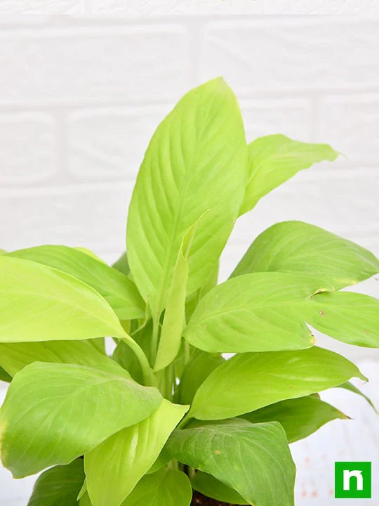 Peace Lily, Spathiphyllum (Golden) - Plant - Image 4