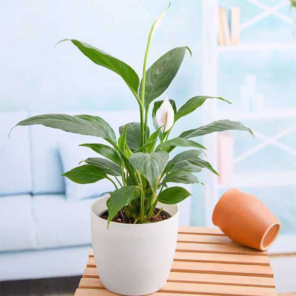 Peace Lily, Spathiphyllum - Plant - Image 2