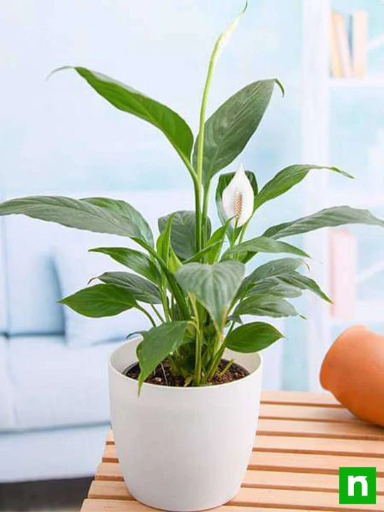 Peace Lily, Spathiphyllum - Plant - Image 3