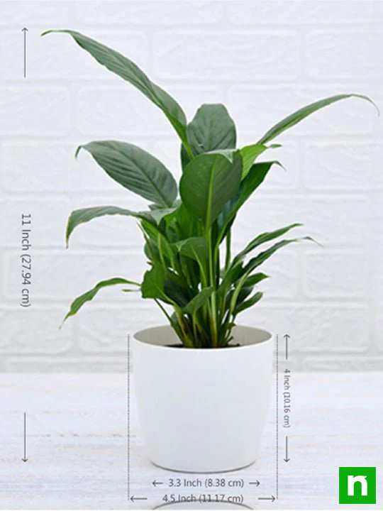 Peace Lily, Spathiphyllum - Plant - Image 4