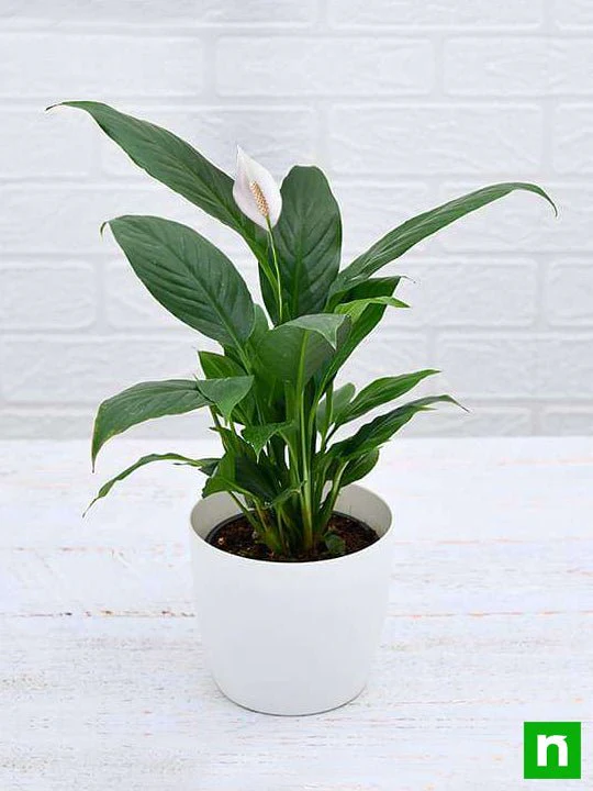 Peace Lily, Spathiphyllum - Plant - Image 5