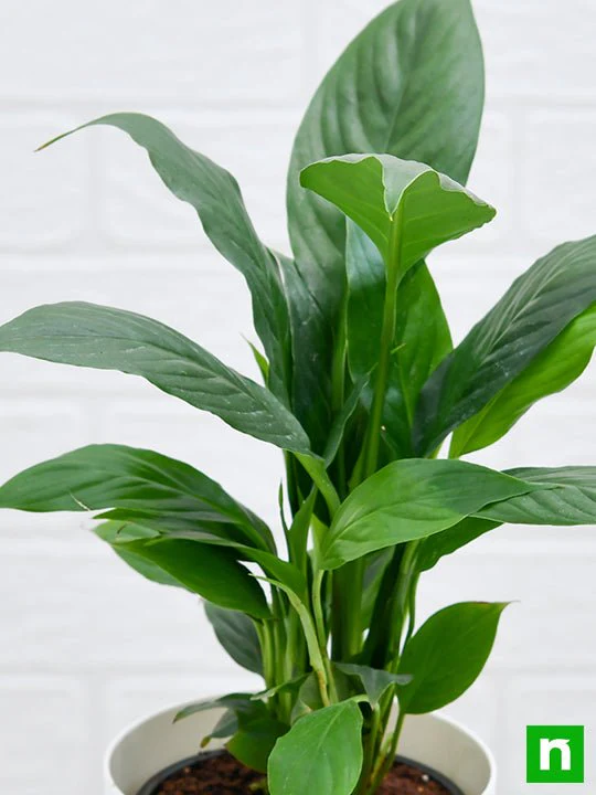 Peace Lily, Spathiphyllum - Plant - Image 6