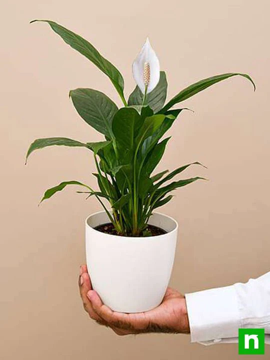 Peace Lily, Spathiphyllum - Plant - Image 7