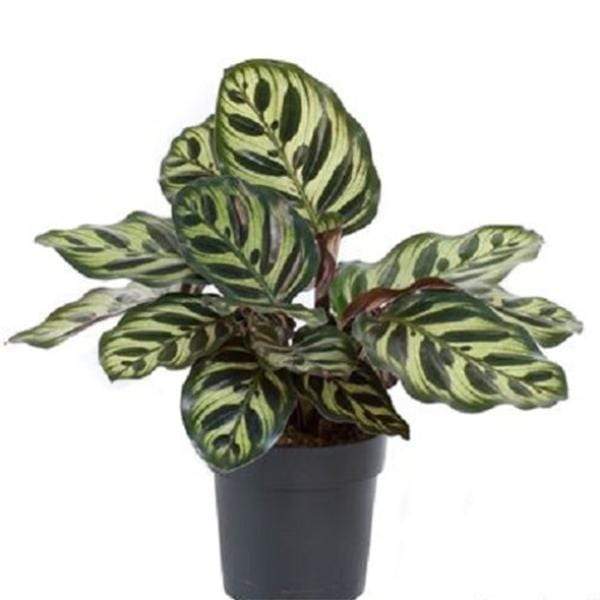 Peacock Plant, Calathea Makoyana - Plant