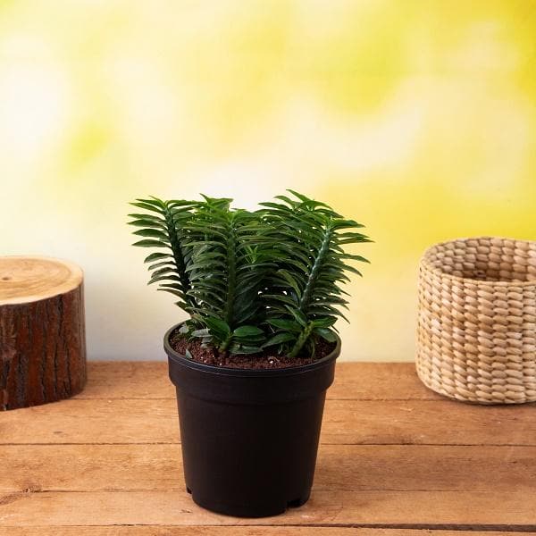 Pedilanthus, Euphorbia tithymaloides (Green) - Plant