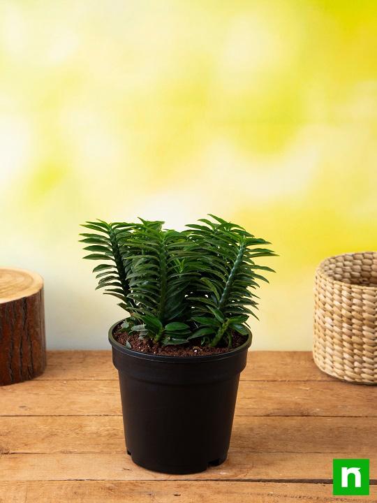 Pedilanthus, Euphorbia tithymaloides (Green) - Plant - Image 2