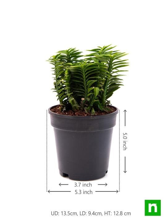 Pedilanthus, Euphorbia tithymaloides (Green) - Plant - Image 3