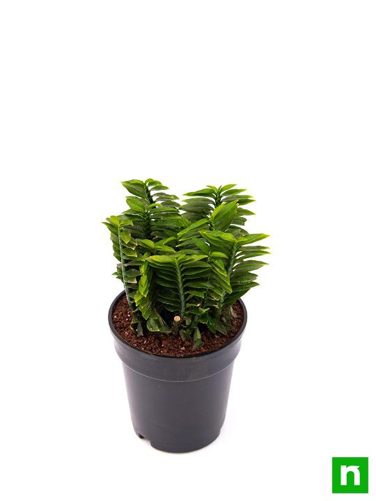 Pedilanthus, Euphorbia tithymaloides (Green) - Plant - Image 4