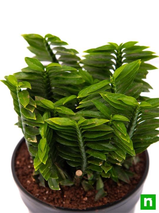 Pedilanthus, Euphorbia tithymaloides (Green) - Plant - Image 5