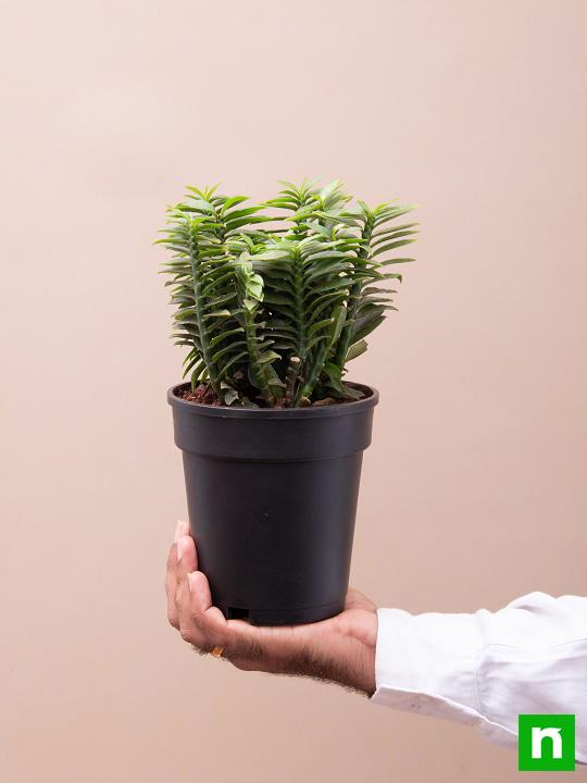 Pedilanthus, Euphorbia tithymaloides (Green) - Plant - Image 6