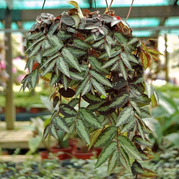 Pellionia repens, Satin creeper (hanging basket) - Plant