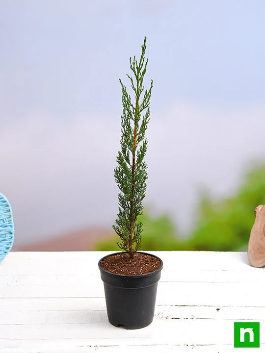 Pencil Pine Cypress, Cupressus sempervirens - Plant - Image 2