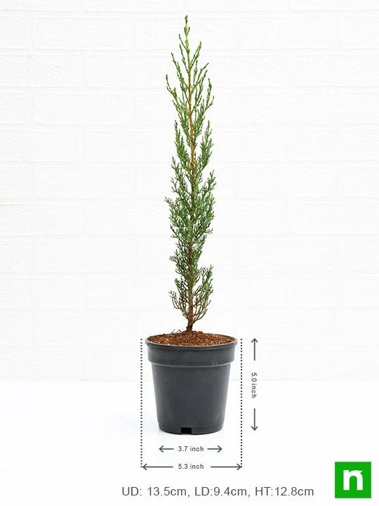 Pencil Pine Cypress, Cupressus sempervirens - Plant - Image 3