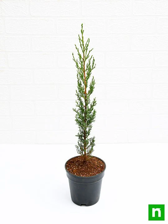 Pencil Pine Cypress, Cupressus sempervirens - Plant - Image 4