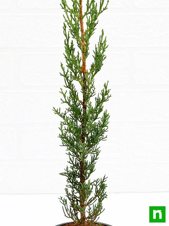 Pencil Pine Cypress, Cupressus sempervirens - Plant - Image 5