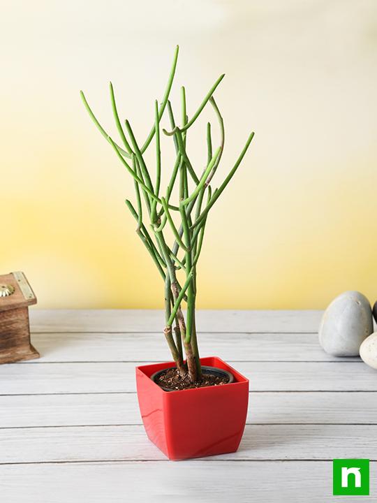 Pencil Tree, Euphorbia tirucalli - Succulent Plant - Image 2