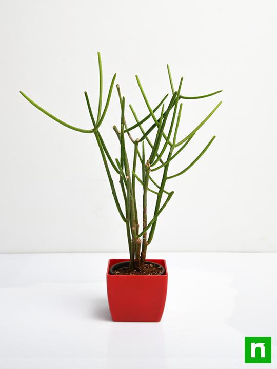 Pencil Tree, Euphorbia tirucalli - Succulent Plant - Image 3
