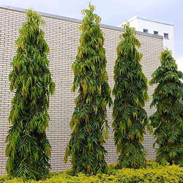 Pendula Ashok - 0.5 kg Seeds - Image 2