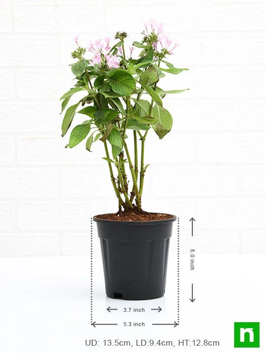 Pentas (Pink) - Plant - Image 3