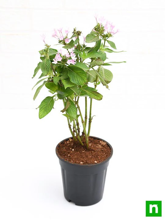 Pentas (Pink) - Plant - Image 4