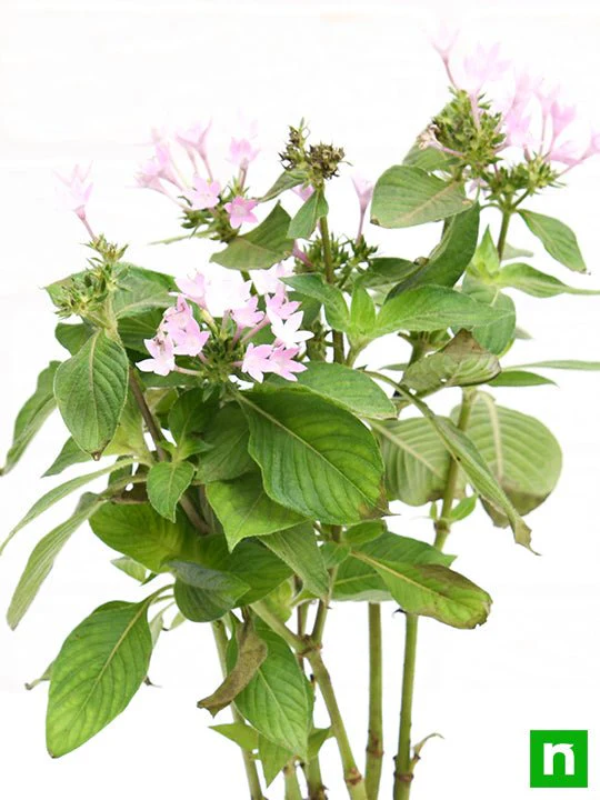 Pentas (Pink) - Plant - Image 5