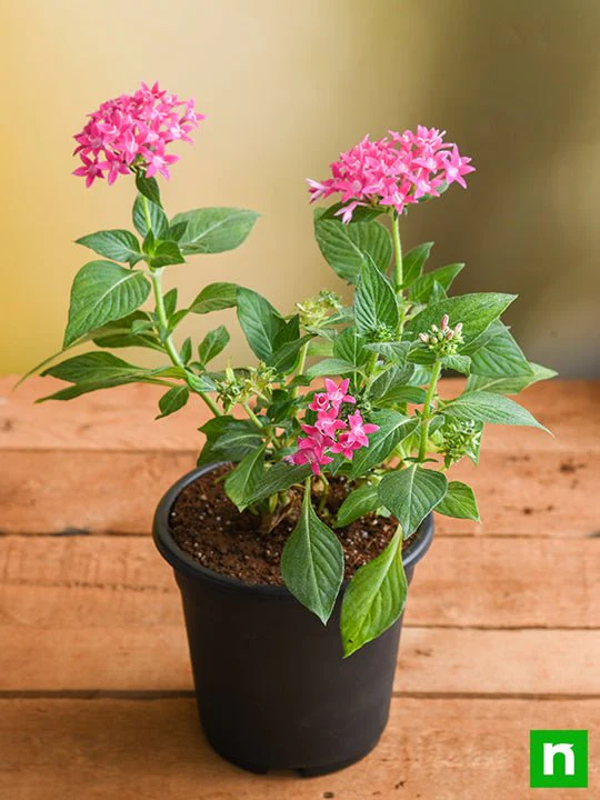 Pentas (Dark Pink) - Plant - Image 2