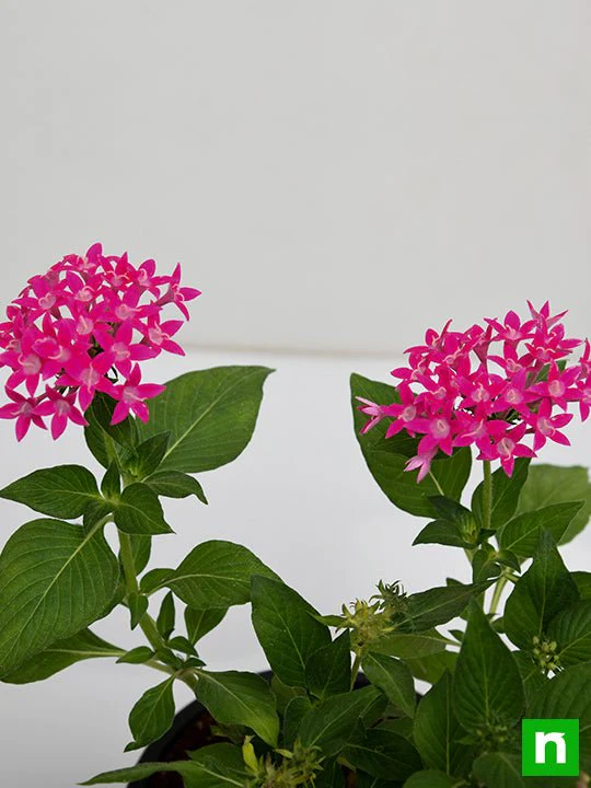 Pentas (Dark Pink) - Plant - Image 5