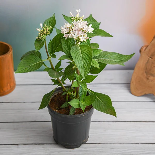 Pentas (White) - Plant