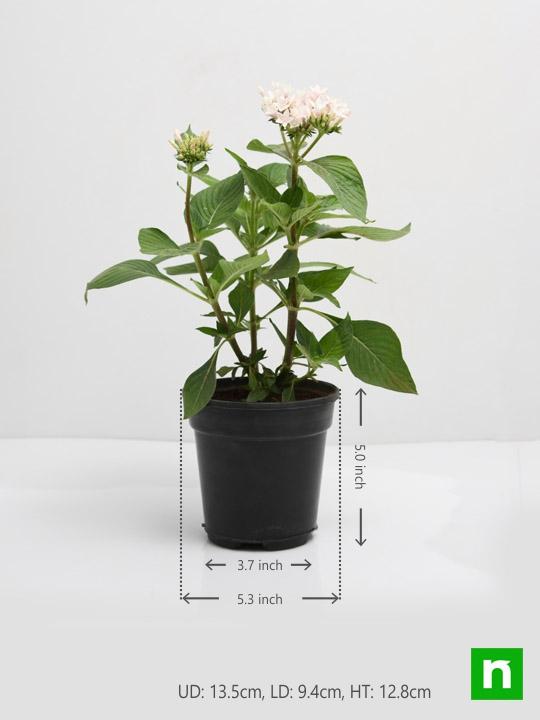 Pentas (White) - Plant - Image 3