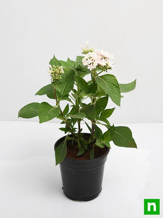 Pentas (White) - Plant - Image 4