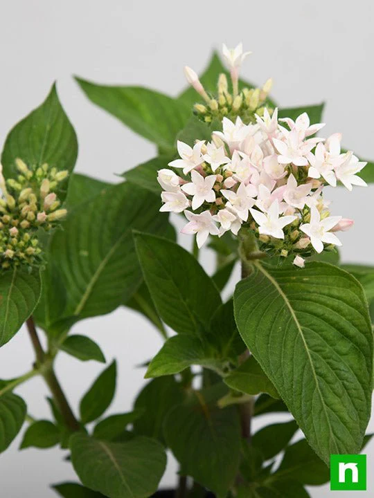 Pentas (White) - Plant - Image 5