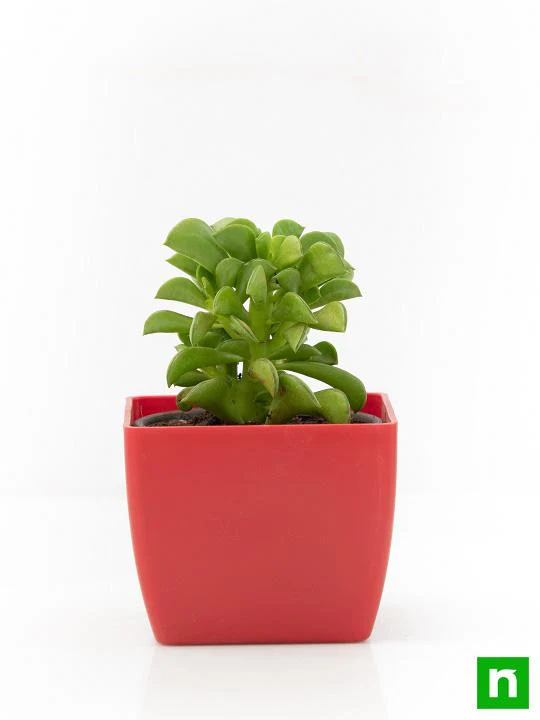 Peperomia dolabriformis, Prayer Pepper - Succulent Plant - Image 3