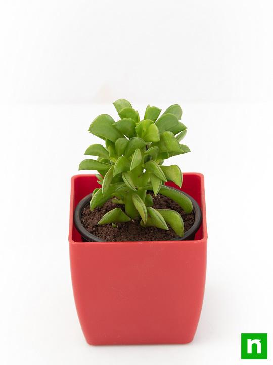 Peperomia dolabriformis, Prayer Pepper - Succulent Plant - Image 4