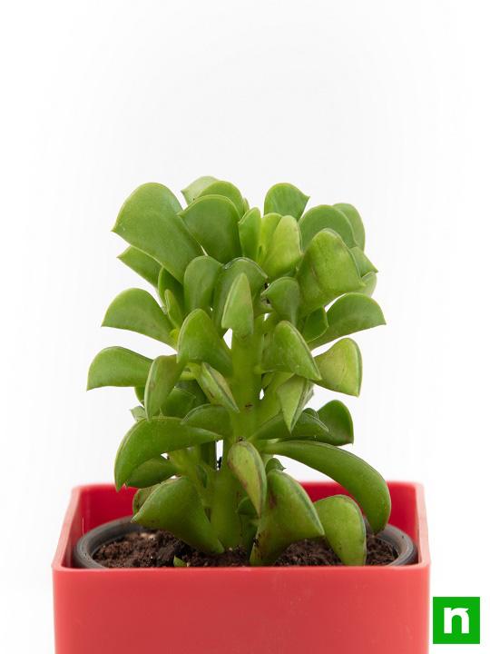 Peperomia dolabriformis, Prayer Pepper - Succulent Plant - Image 5