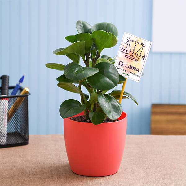Peperomia for Libra or Tula Rashi - Plant