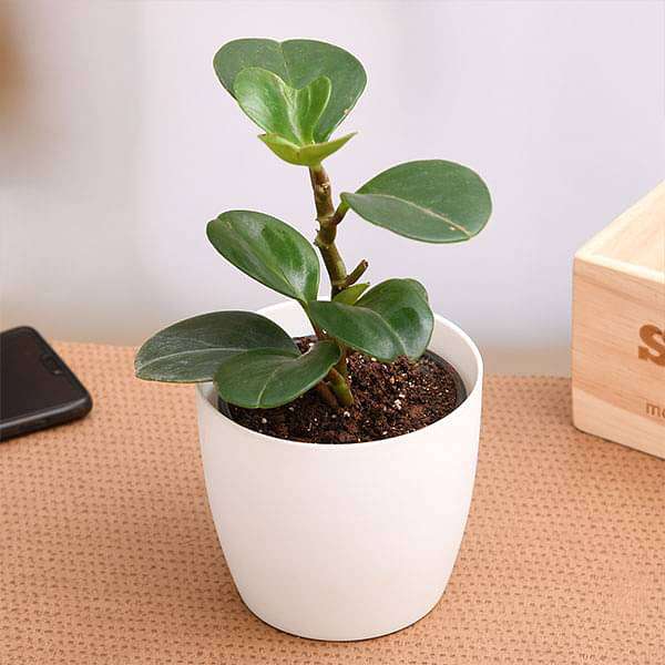 Peperomia obtusifolia - Succulent Plant - Image 2