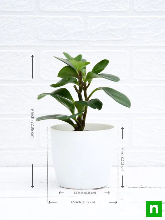 Peperomia obtusifolia - Succulent Plant - Image 4