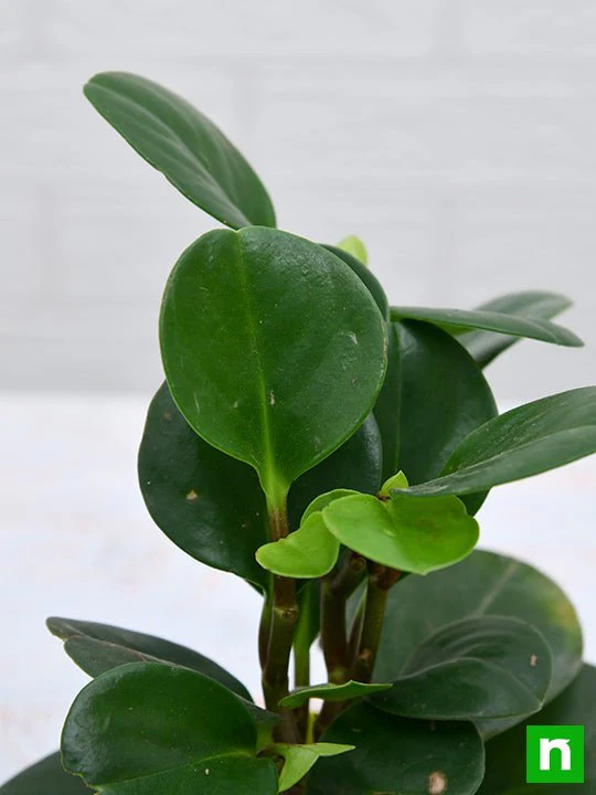 Peperomia obtusifolia - Succulent Plant - Image 6