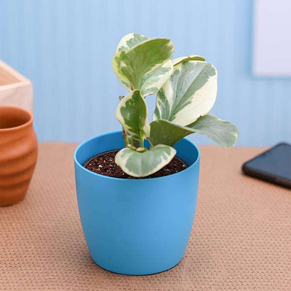 Peperomia obtusifolia Variegated - Succulent Plant