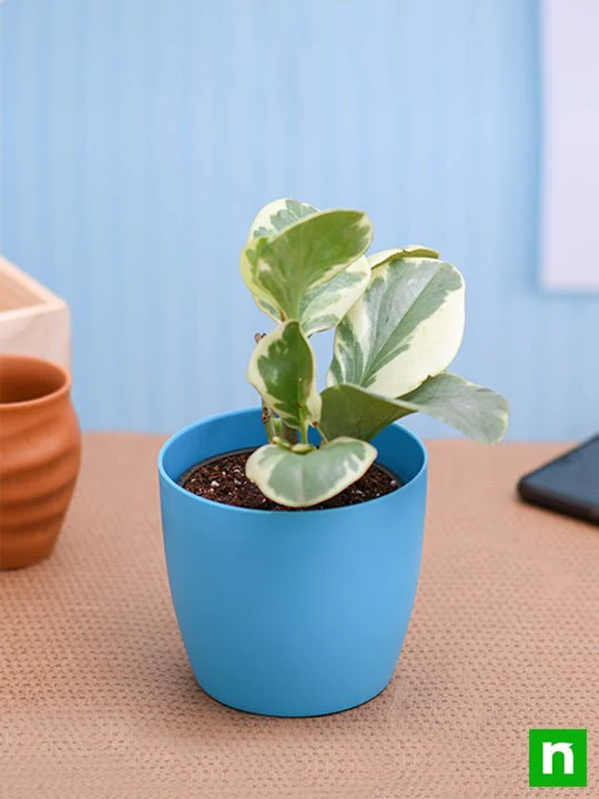 Peperomia obtusifolia Variegated - Succulent Plant - Image 2