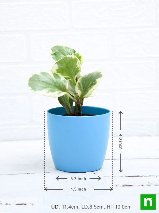 Peperomia obtusifolia Variegated - Succulent Plant - Image 3