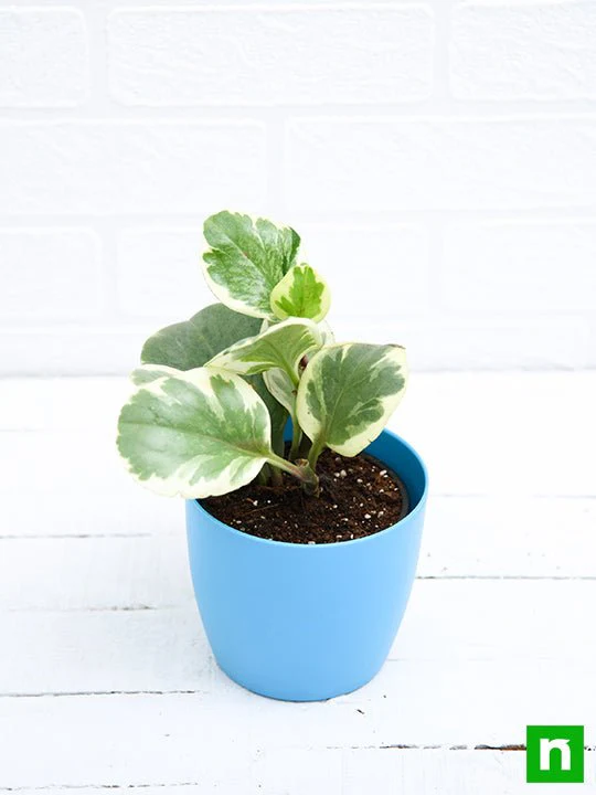 Peperomia obtusifolia Variegated - Succulent Plant - Image 4