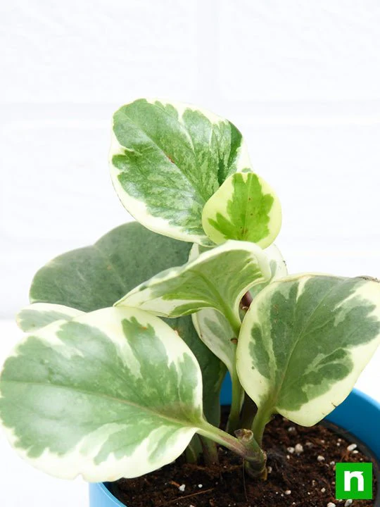 Peperomia obtusifolia Variegated - Succulent Plant - Image 5