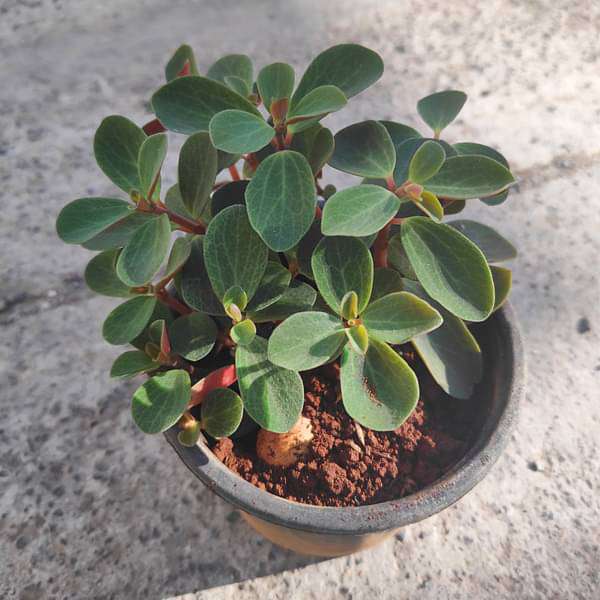 Peperomia rubella - Succulent Plant - Image 2