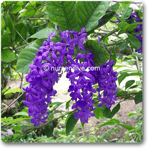 Petrea - Plant