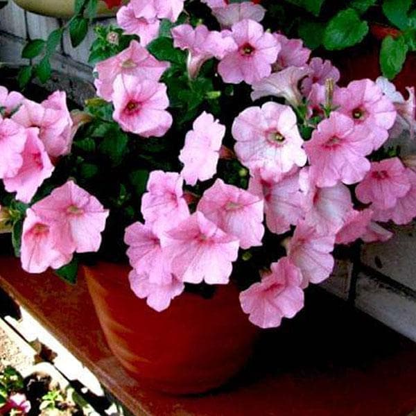 Petunia (Baby Pink) - Plant