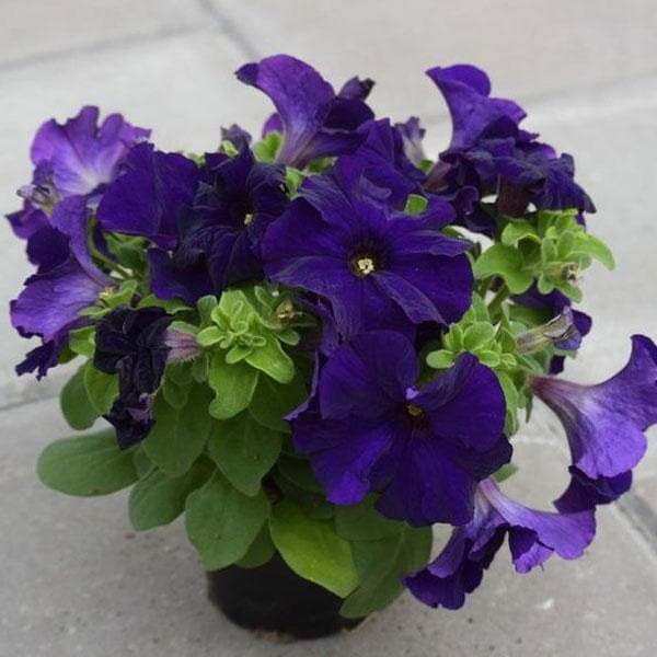 Petunia (Violet) - Plant