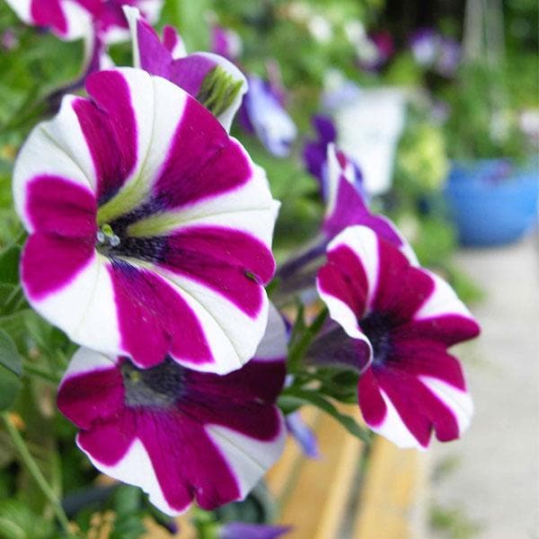 Petunia (Violet with White Strip) - Plant