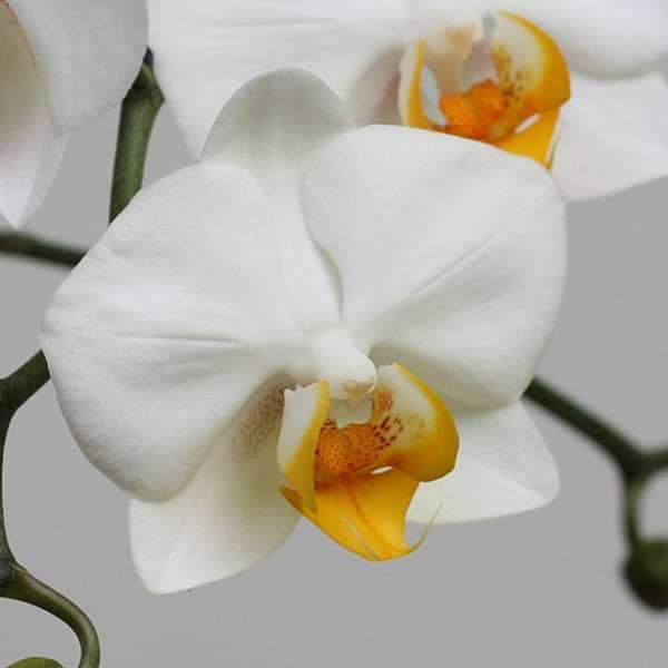 Phalaenopsis Orchid (Any variety, White) - Plant - Image 2